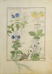 Niebieski Clematis lub Crowfoot i Primula. Dolny rząd Ogórecznik lub Niezapominajka i Marguerita Daisy